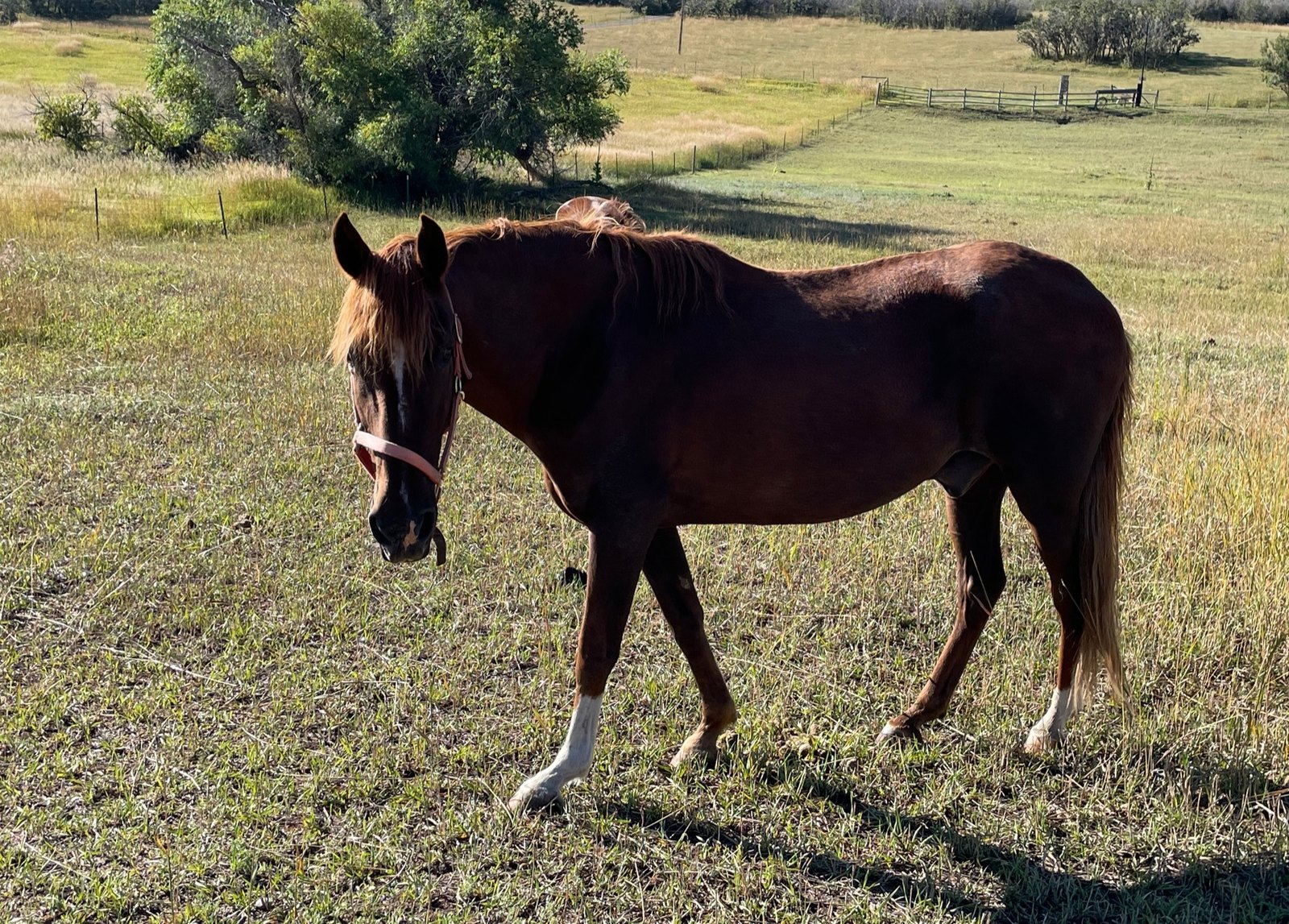 One of the HorsePower herd at pasture on MeadowBrook Farm